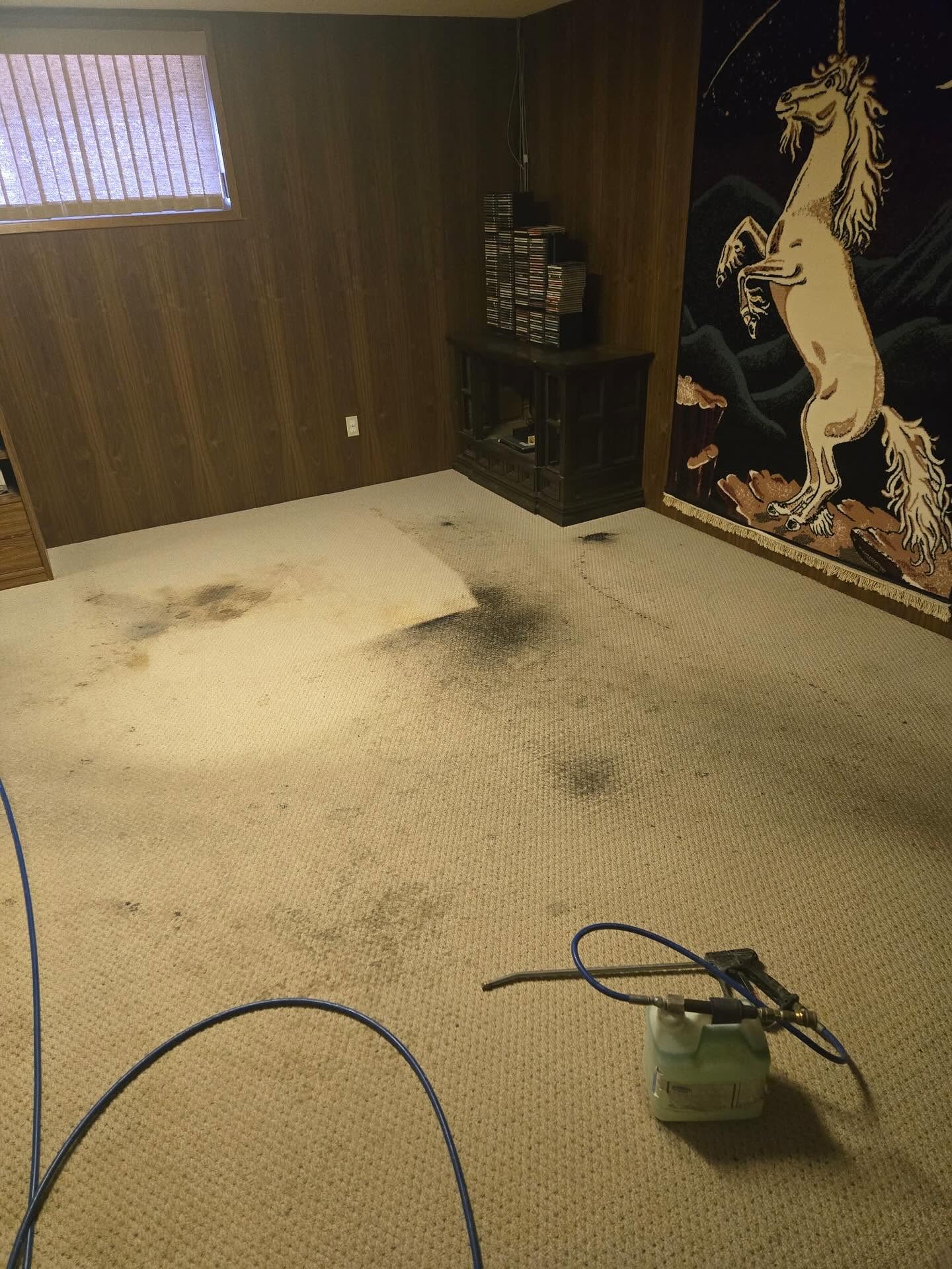 Before — Before and after pet stain and spot removal on a basement rec room carpet